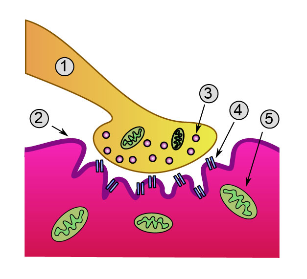 Cholinergic Neurotransmitters
